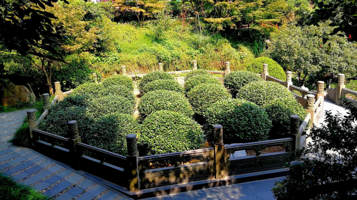 被称为西湖龙井茶“天花板”的十八棵御茶究竟是啥?村支书来告诉你