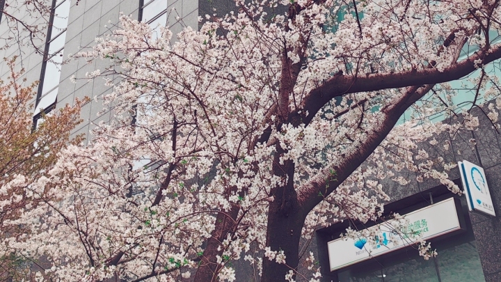 日本樱花服务器黄页指南：如何高效使用樱花服务器资源 (日本樱花服务电话)