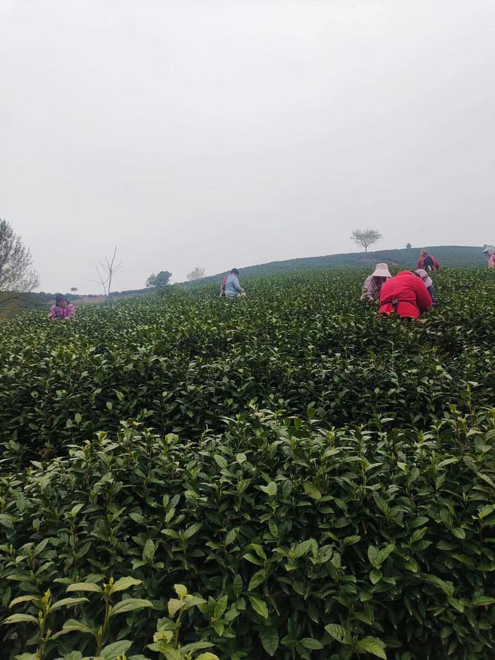 茶山风景.jpg