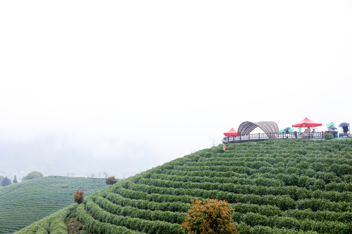 茶山.jpg