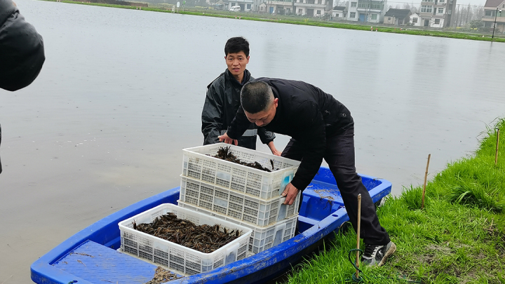 绿色又生态!平湖这个基地稻虾共生瞄准“双丰收”