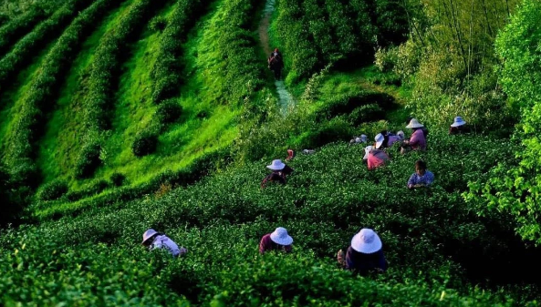 图片展示了一群戴着帽子的人在绿色的茶园中采摘茶叶，远处有个人在小路上行走，四周环绕着郁郁葱葱的植被。