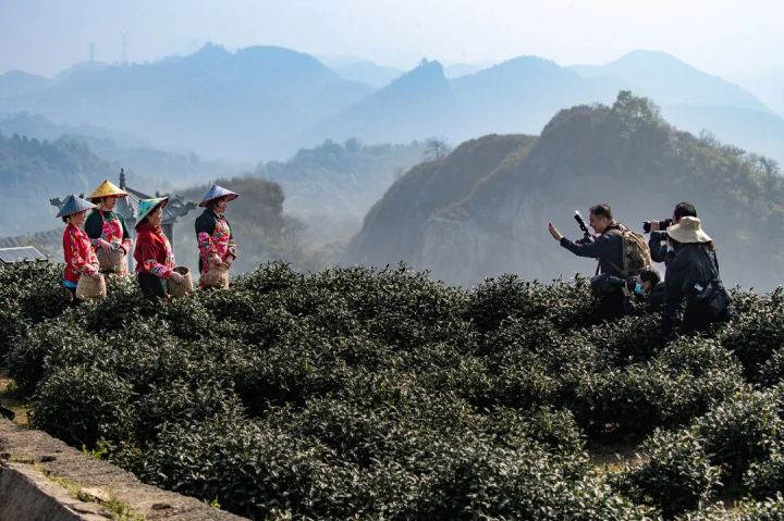 杭州西郊有个“茶三角”:万亩锦绣茶园,是龙井茶鼻祖旗枪茶原产地