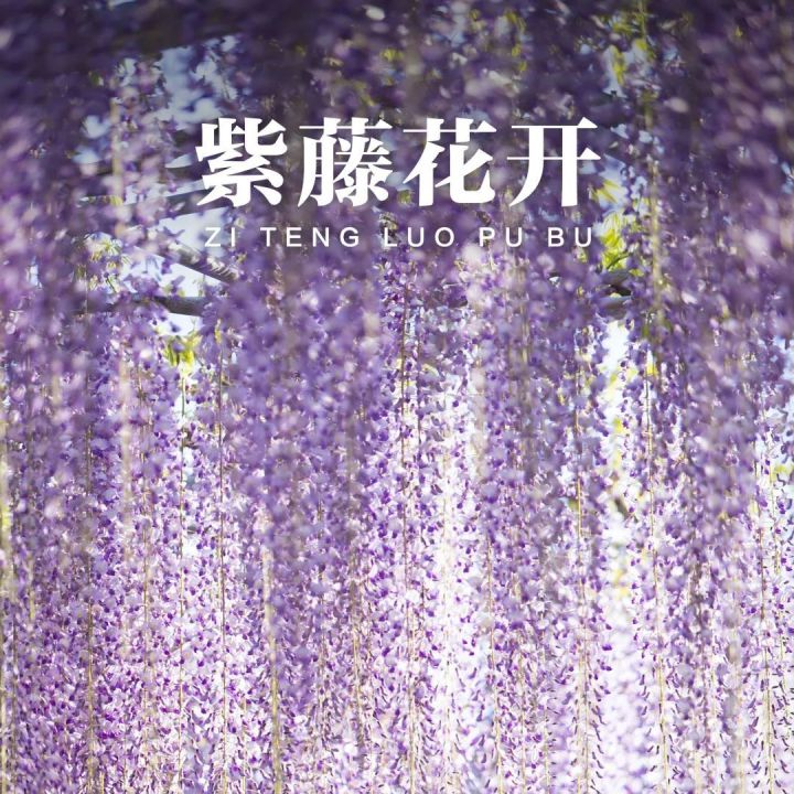 探索紫色花海中的爱情与希望的象征
