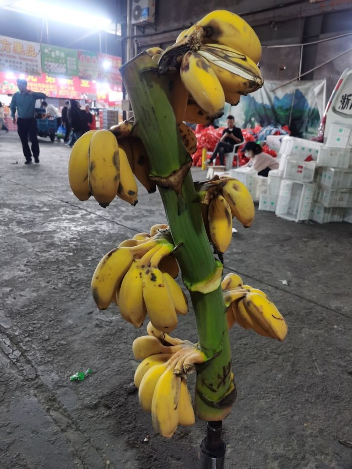 苹果蕉2.jpg
