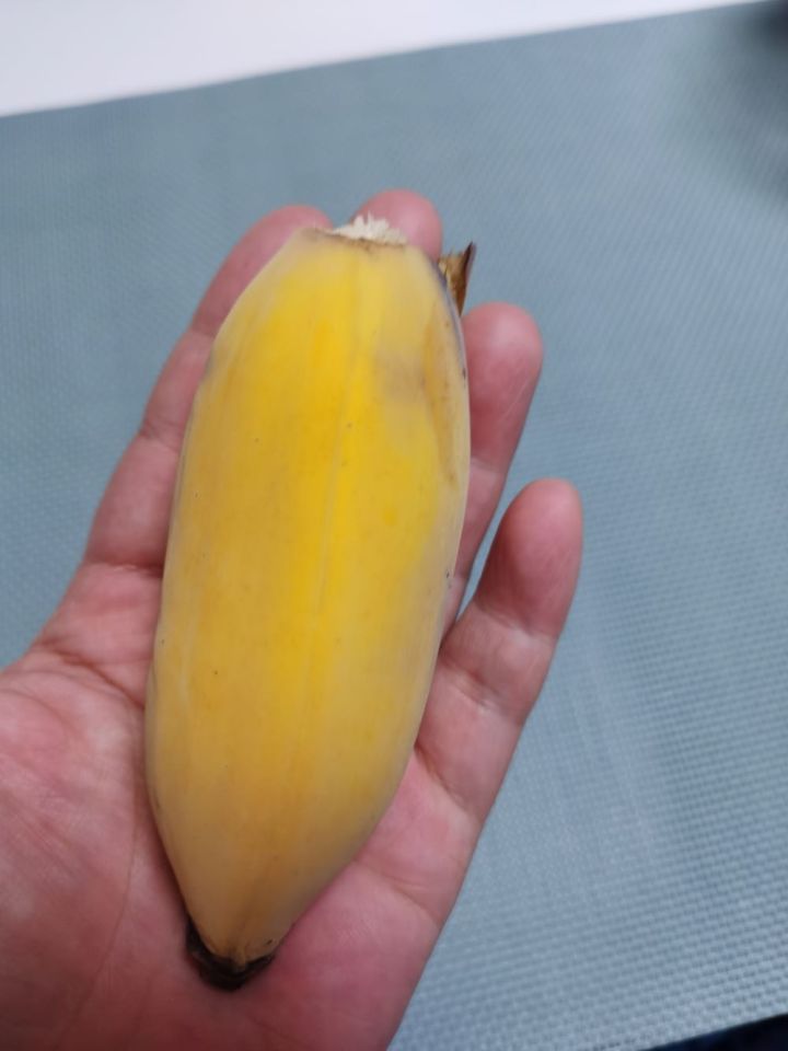 苹果蕉3.jpg