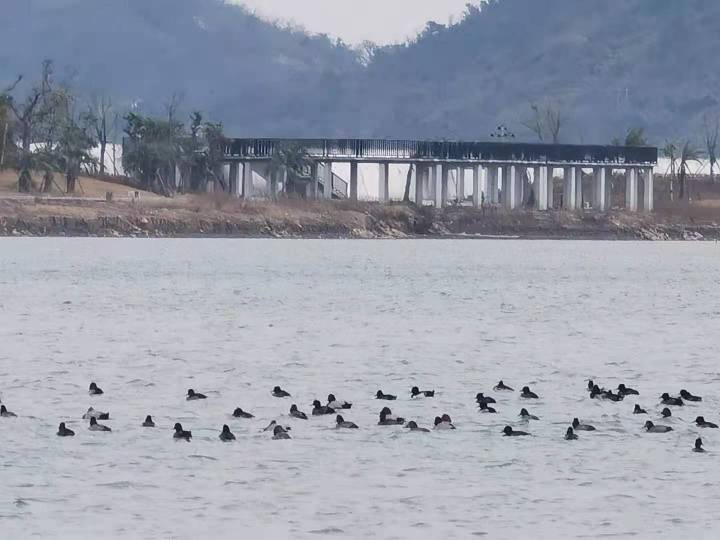 海面野鸭成群.jpg