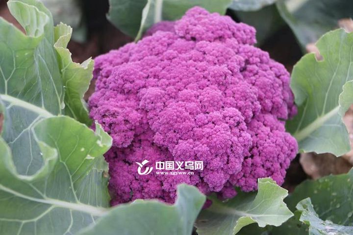 紫色花椰菜见过没？义乌一农户种出来了
