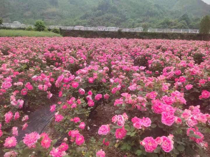 微信图片_20230429234125.jpg