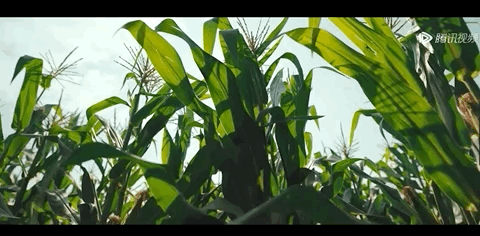 2.gif