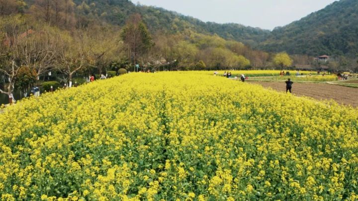 八卦田2.jpg