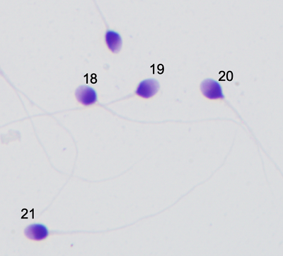 image009.png