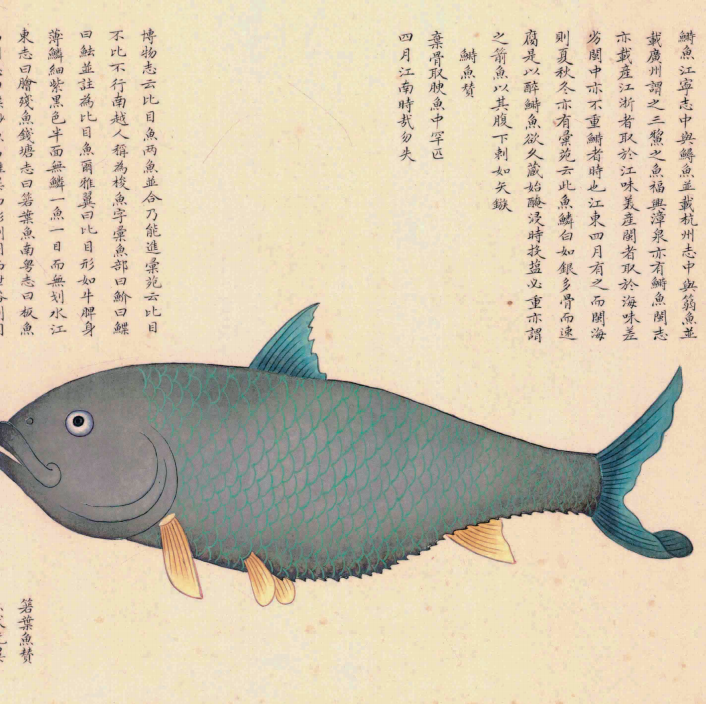 时鱼.png