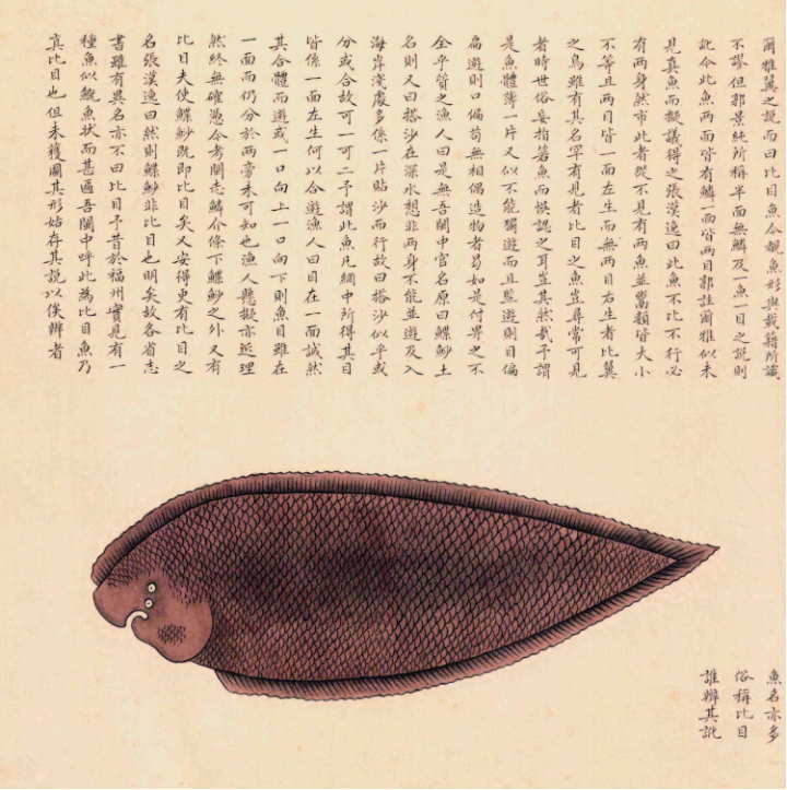 扁鱼.png