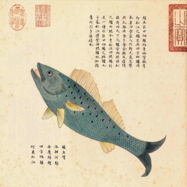 鲈鱼.png