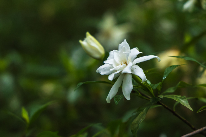 栀子花1-1.jpg