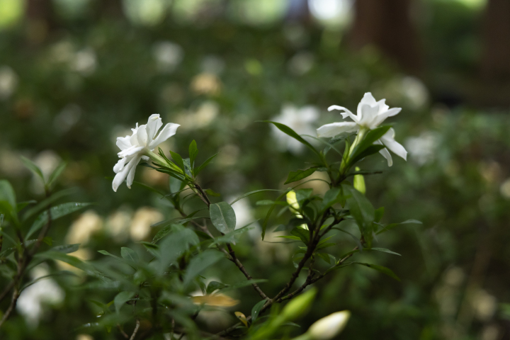 栀子花11.jpg