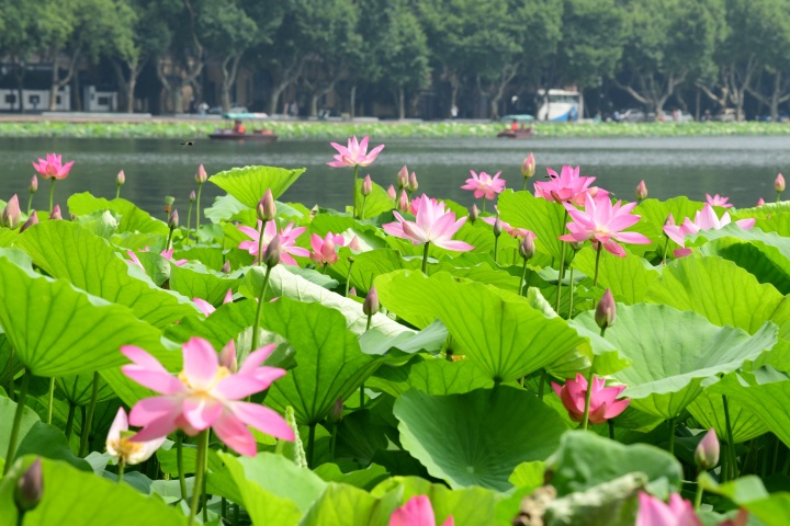 西湖荷花渐入佳境 最盛在平湖秋月（里尔摄影）1.jpg