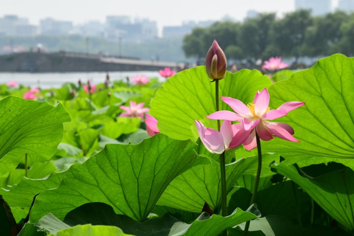 西湖荷花渐入佳境 最盛在平湖秋月（里尔摄影）4.jpg