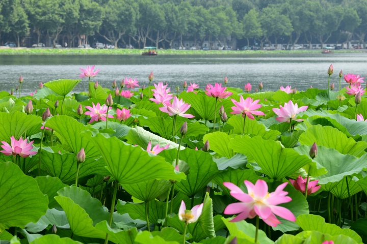 西湖荷花渐入佳境 最盛在平湖秋月（里尔摄影）6.jpg