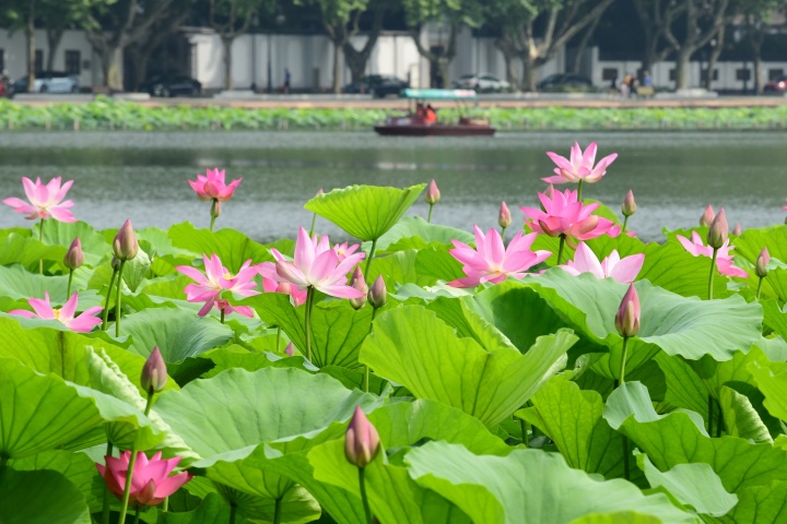 西湖荷花漸入佳境 最盛在平湖秋月（裏爾攝影）3.jpg