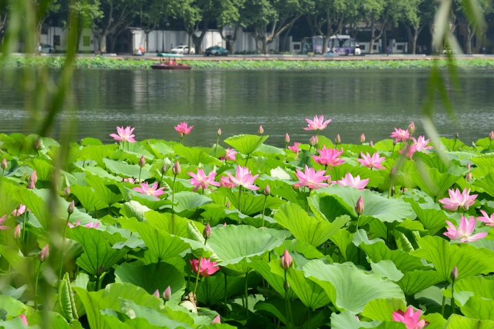 西湖荷花漸入佳境 最盛在平湖秋月（裏爾攝影）5.jpg