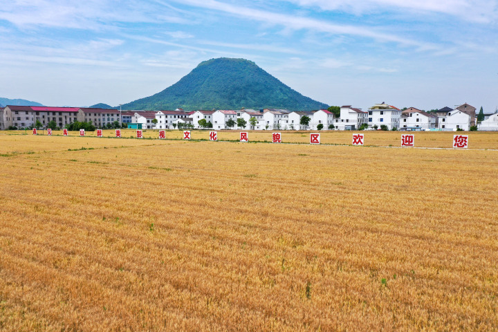 5月16日，东阳市湖溪镇八里湾共享田园，金黄的麦田和村庄、道路构成了一幅美丽的生态画卷。连日来，浙江省东阳市湖溪镇八里湾共享田园千亩麦田里的小麦已经成熟，一阵风拂过，麦浪滚滚，金灿灿的，丰收在望。共享联盟东阳 包康轩 摄.jpg