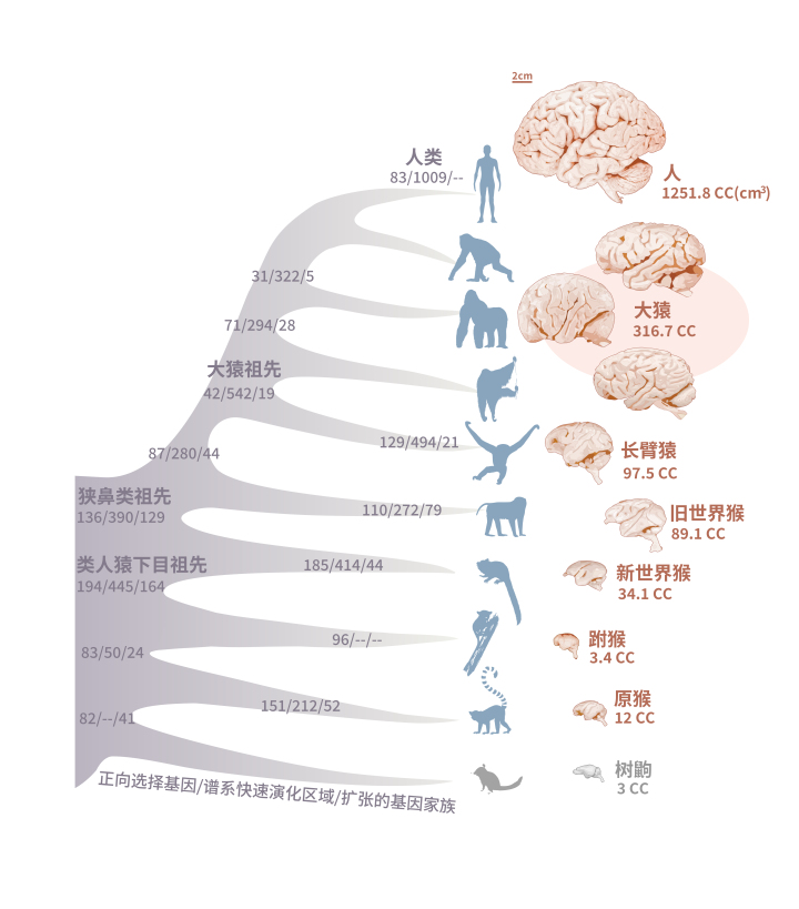 灵长类物种脑容量演化历程以及此过程中基因组上的变化，大脑图像是从密歇根州立大学的比较哺乳动物大脑收藏中获取（张国捷课题组和吴东东课题组合作供图）.jpg