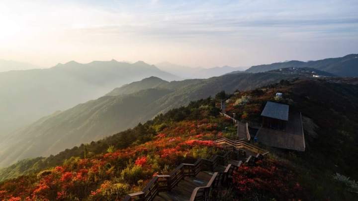 六春湖高山杜鹃