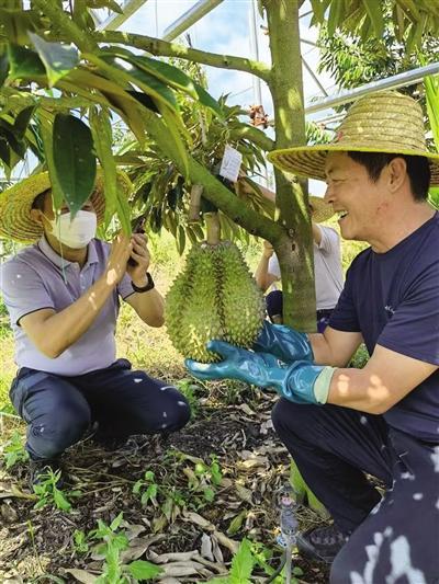 基地榴蓮試種成功挂果。.jpg