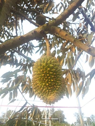 三亚育才生态区种植基地的海南榴莲丰收在望。.jpg