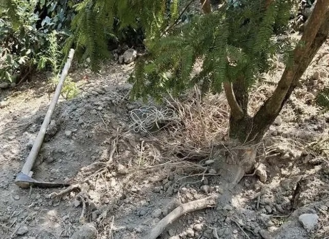 野猪.jpg