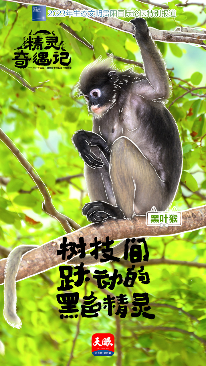 1贵州-黑叶猴.jpg