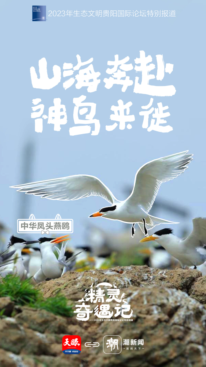 3浙江-中华凤头燕鸥.jpg
