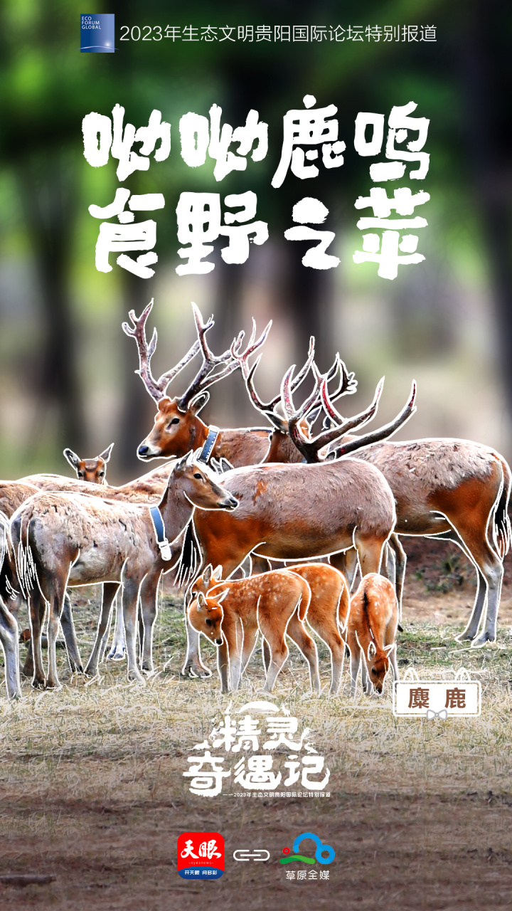 2内蒙古-麋鹿.jpg
