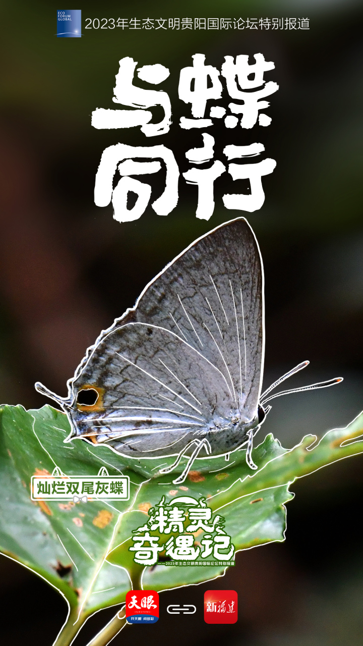 4福建-灿烂双尾灰蝶.jpg