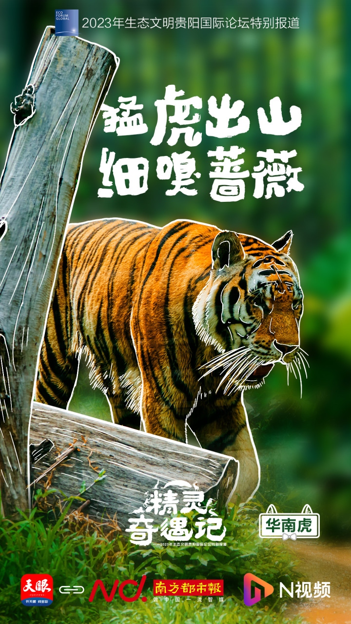 6广东-华南虎.jpg