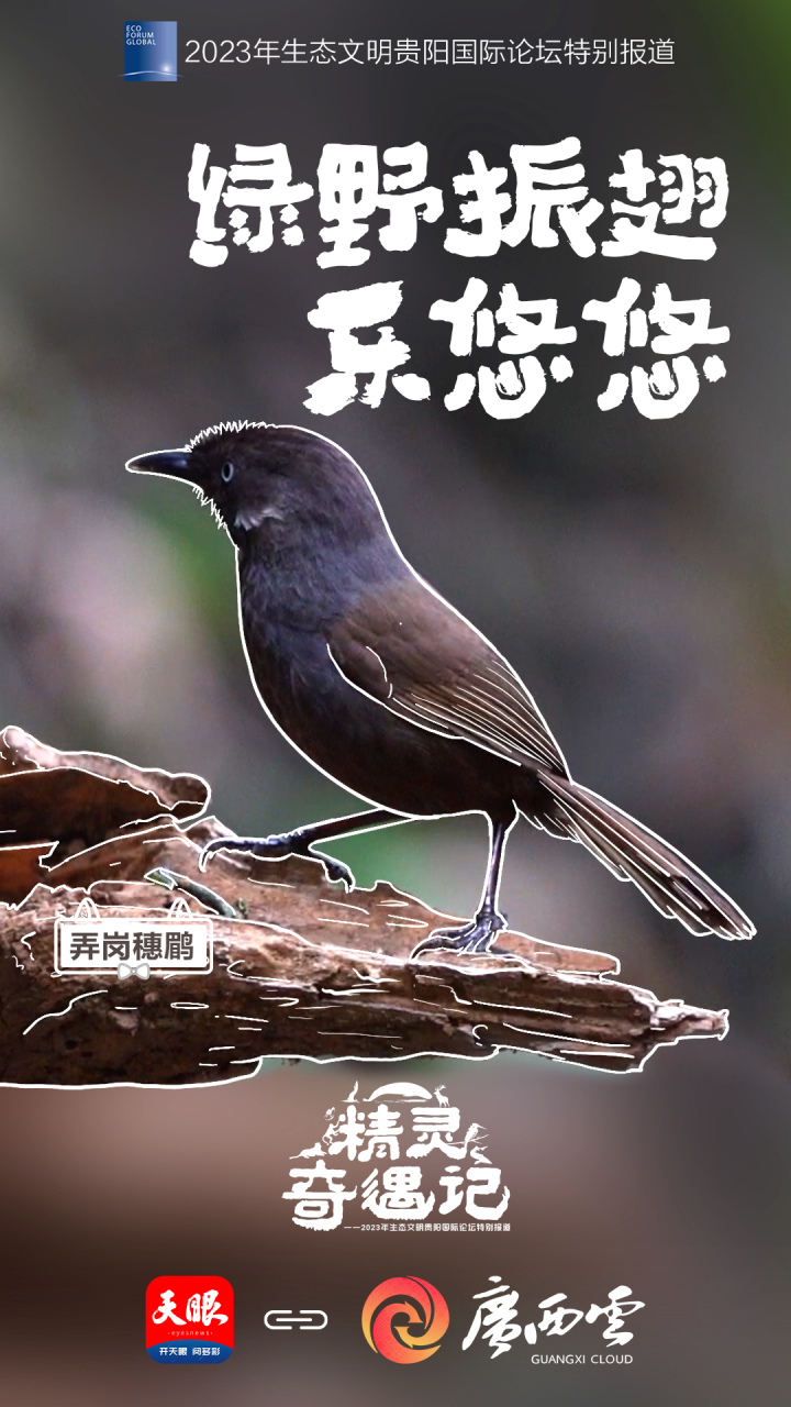 7广西-弄岗穗鹛.jpg