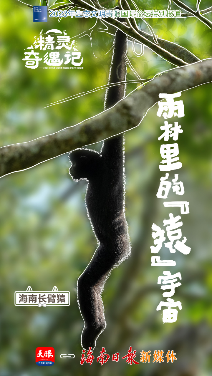 8海南-长臂猿.jpg