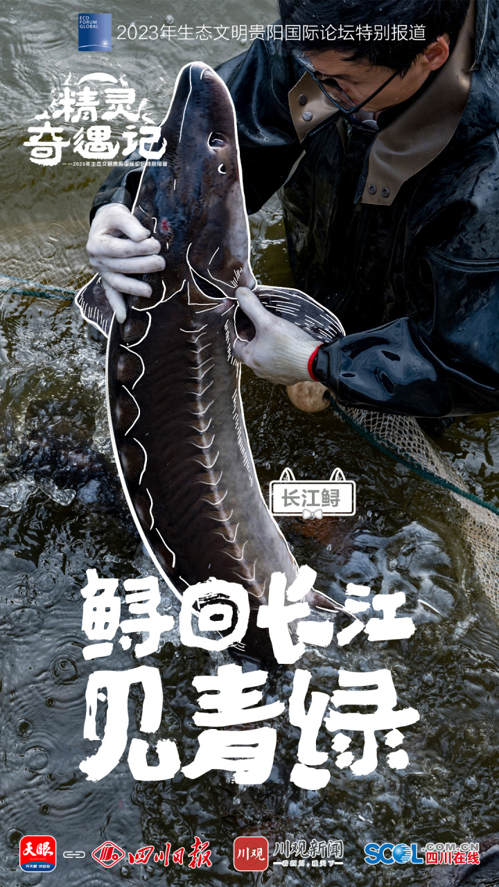 9四川-鲟回长江.jpg