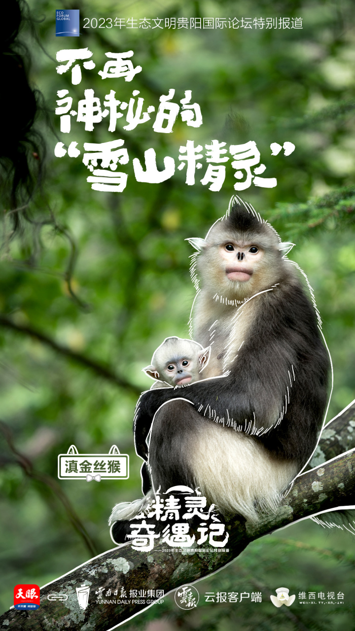 10云南-滇金丝猴.jpg