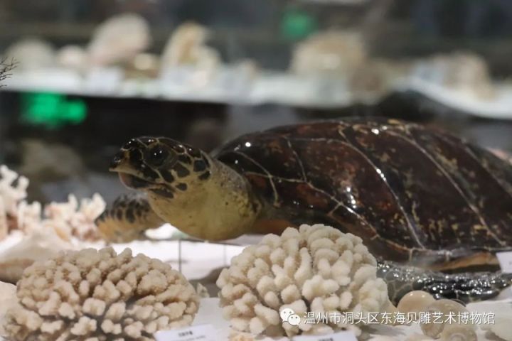 东海贝雕艺术博物馆.jpg