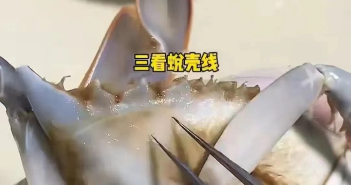 蟹壳.jpg