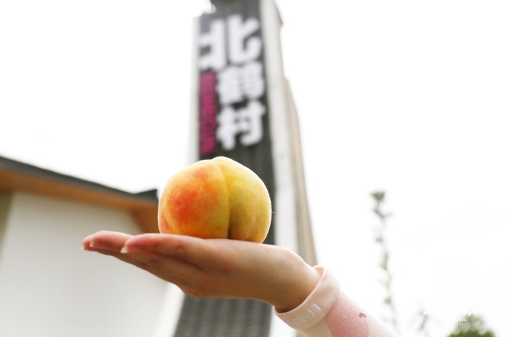 桃子在树上.jpg