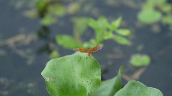 平湖0815红蜻蜓_MPEG.mpg_20230817_110839440.jpg