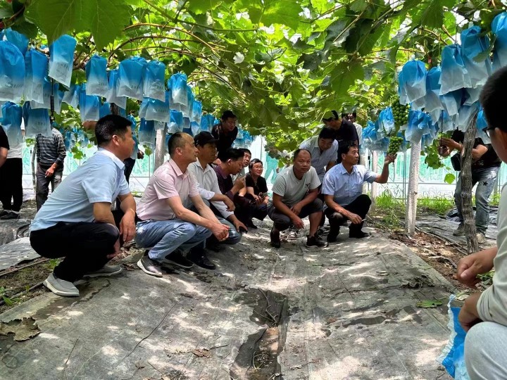 沈卫忠组织召开葡萄种植现场会交流技术。受访者供图.jpg