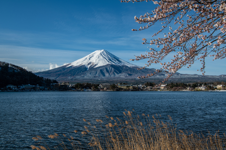 日本：富士山与樱花树.jpg