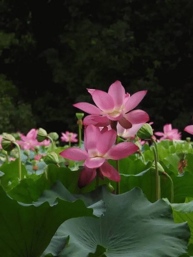 荷花.webp