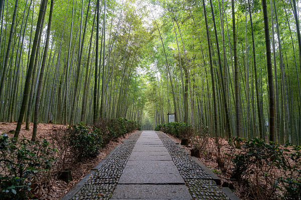 桐庐大奇山.jpg