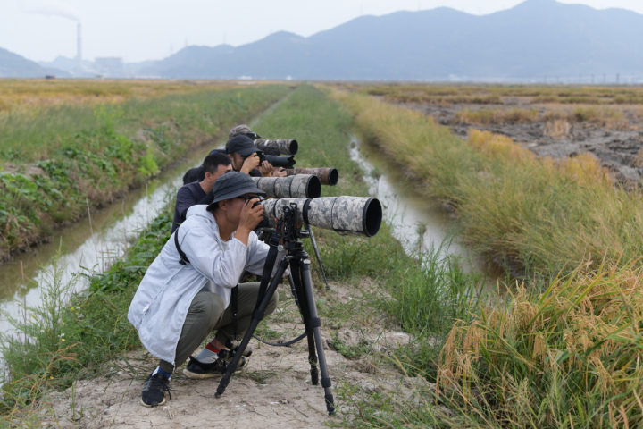 浙江首次记录 国际濒危鸟类“红胸黑雁”亮相龙港滨海湿地